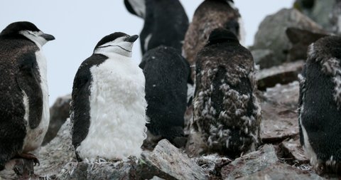 MS Chinstrap Penguins (Pygoscelis antarcticus) on rocks at Half Moon Island / Antarctica