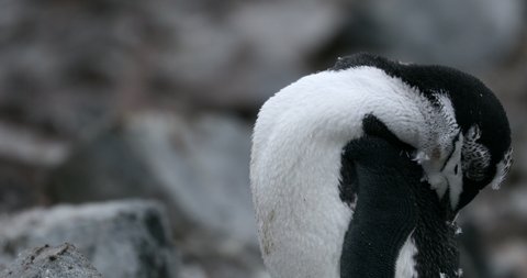 MS Chinstrap Penguin (Pygoscelis antarcticus) preening at Half Moon Island / Antarctica