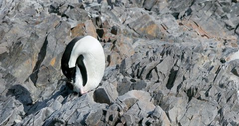MS Adelie Penguin (Pygoscelis adeliae) on rocks at Hope Bay / Antarctic Peninsula, Antarctica