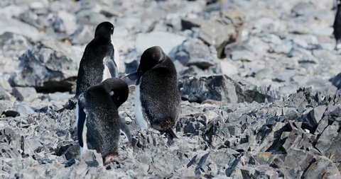 MS Adelie Penguins (Pygoscelis adeliae) on rocks at Hope Bay / Antarctic Peninsula, Antarctica