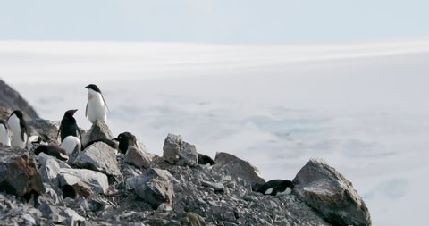 MS Adelie Penguins (Pygoscelis adeliae) on rocks at Hope Bay / Antarctic Peninsula, Antarctica