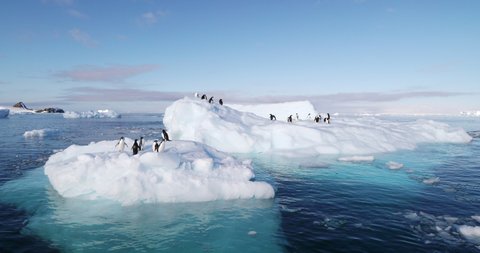 MS Adelie Penguins (Pygoscelis adeliae) on ice floes on Hope Bay / Antarctic Peninsula, Antarctica