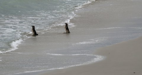 WS PAN Two Magellanic penguins (Spheniscus magellanicus) entering sea at Gypsy Cove / Falkland Islands, British Overseas Territory