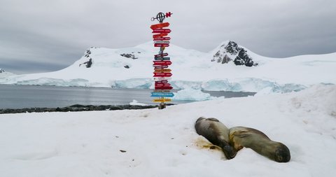 WS Elephant seals (Mirounga leonina) lying on snow in front of world sign at Waterboat Point / Antarctic Peninsula, Antarctica