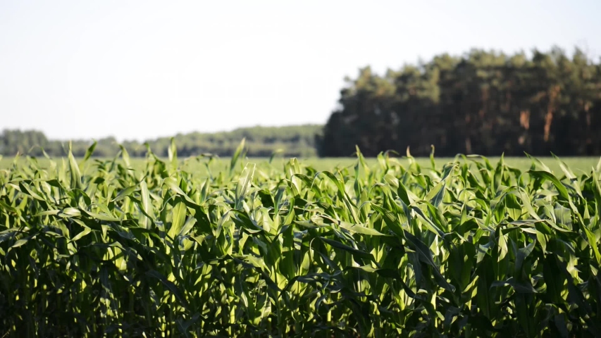 Cornfield. In the background stands the pine forest.