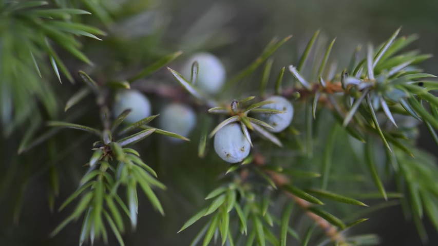 Juniperus communis, the common juniper, is a species of conifer in the genus Juniperus, in the family Cupressaceae. It has the largest geographical range of any woody plant. Royalty-Free Stock Footage #1055480072