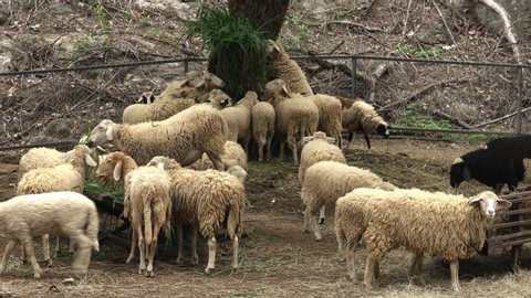 A flock of sheep is eating hay in a sheepfold at a zoo.