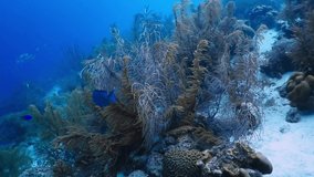 Vivid corals and fish on the reef, blue ocean. Underwater video from scuba diving on the coral reef. Marine life, swimming tang and parrotfish, tropical colorful seascape.