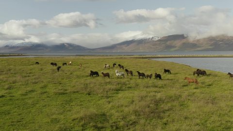 Icelandic Horses, Running Horses, Herd, Eyjafjörður Fjord, Akureyri (City), Iceland, (Camera Movement)
