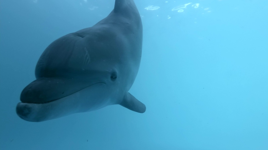 Dolphin Selfie - Curious dolphin approaching the camera. Extreme close-up of Bottlenose Dolphin swims in the blue water Royalty-Free Stock Footage #1055492465