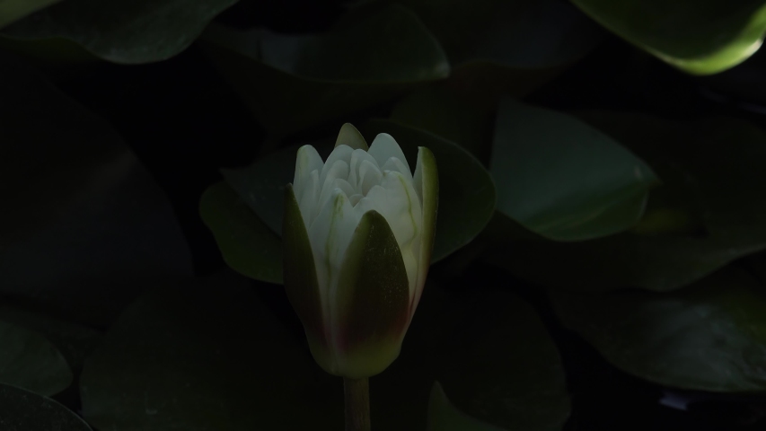 Time lapse footage of white water lily flower opens and closes. Accelerated fast UHD video Nymphaea blooming in the pond is surrounded by leaves. Opening lotus flower bud. Royalty-Free Stock Footage #1055497520