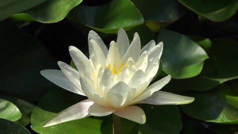 Time lapse footage of white water lily flower opens and closes. Accelerated fast UHD video Nymphaea blooming in the pond is surrounded by leaves. Opening lotus flower bud.