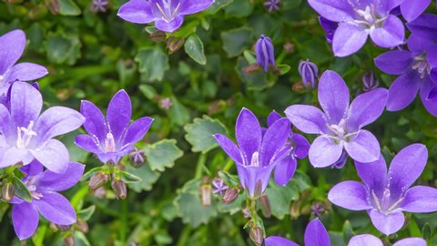 4K Time Lapse of bellflower flowers with green foliage, top view background. Time-lapse of beautiful purple Campanula Porto blooming.