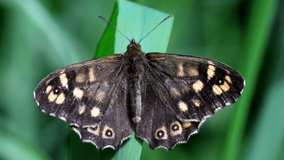 Close Up movie of Speckled Wood on a leaf. His Latin name is Pararge aegeria.