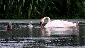 Family of Mute Swan on a feeding ground with young at dawn. Their Latin name are Cygnus olor.