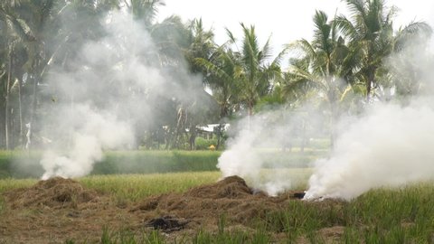 Silhouettes of farmer working and woman passing by in smoke of stubble burning rice fields in Ubud Bali