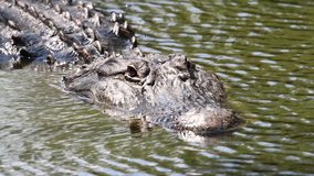 Alligator in Florida Video Clip in 4k