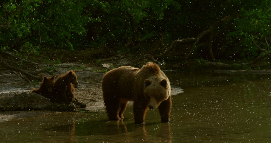 Brown bears on the Kuril Lake in Kamchatka in Russia. Kamchatka Peninsula.