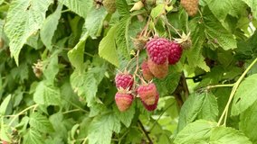 Red raspberries on green leaves in garden, close up. Ripe raspberry berries  moving in wind