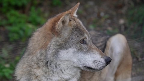 Wolf howling. Wolf in captivity in Zoo howling