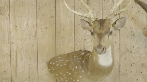 Taxidermy Deer Mount Stable Shot 4k 24P