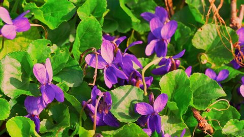 17 Viola Sororia Stock Video Footage - 4K and HD Video Clips | Shutterstock