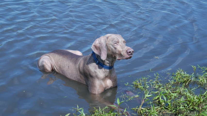 Weimaraner dog laying in a pond on a sunny day.  Large breed dog in shallow water near the shore, looks around, then stands up out of frame. | Shutterstock HD Video #1055544887