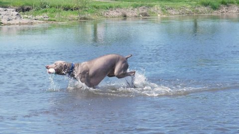 Dog chases his toy into a pond at full speed, making a big splash.  Weimaraner swims and retrieves floating toy, then plays and jumps around on the shore.  Wet dog having summer fun swimming.