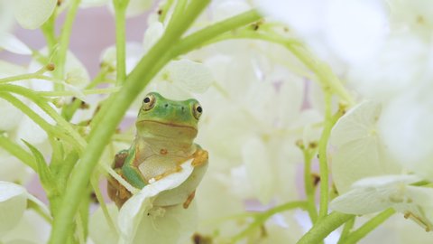 A frog hiding in a white hydrangea flower. Japanese tree frog. Japanese rainy season. Annabelle hydrangea. Close-up. cute