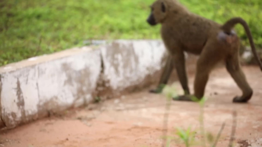 Baboon in Africa walking around, with green grass.