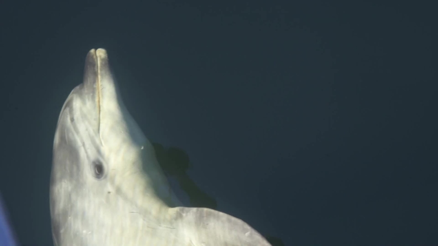 Close up view of a bottlenose dolphin swimming on bow of a boat