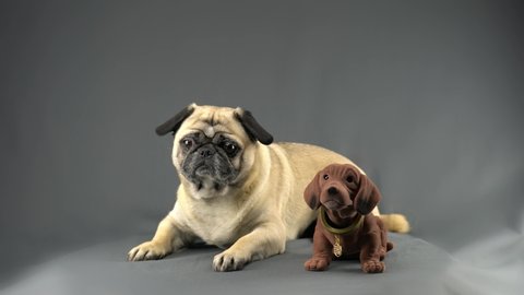A dog (pug) lies in front of gray textile background. He nods his head. Next to him is a nodding dog. Both dogs often say "yes" at the same pace