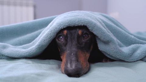 Dachshund is lying on bed, head sticking out from under covers, looking up. Dog crawls under blanket to hide from monster or owner who is going to do unpleasant procedure.