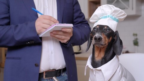 Cute little dachshund wearing funny chef white costume and cook hat, nose in a flour. Businessman in official suit writing something. Concept of strict master, employer, owner and his dog.