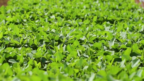 Agriculture, nursery of high quality genetically modified soy seedlings, Small soy - Agribusiness