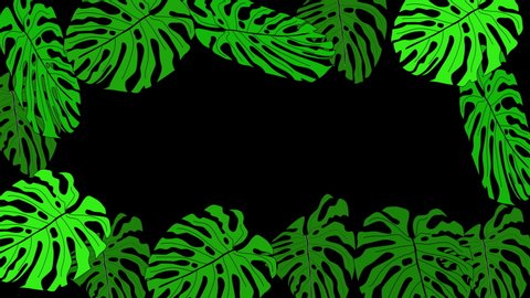 Green monstera and palm leaves forming beautiful frame and colourful background. Black background. Copy space.