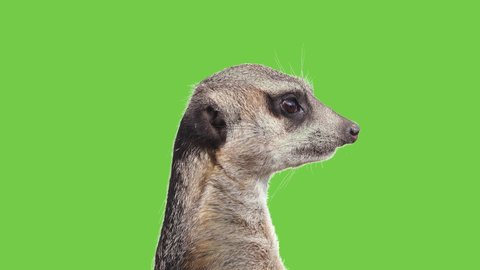 Meerkat turns his head in different directions on a green screen.