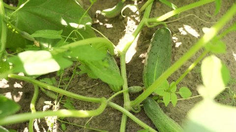 Farming and vegetables: Growing cucumbers. Flowering cucumbers. Close-up