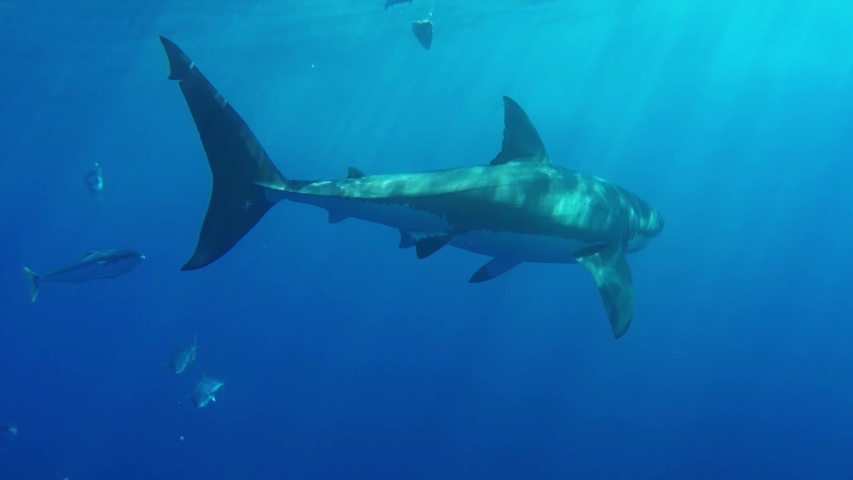 Underwater Great White Shark Swims Towards The Camera Royalty-Free Stock Footage #1055579093