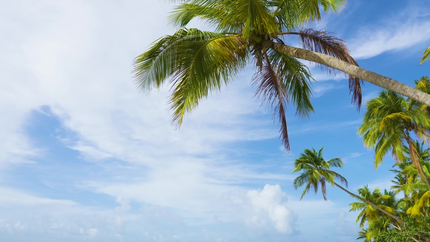 Thailand wild tropical beach with tall coconut palms and large hanging leaves. Blue sky and palm trees on a summer sunny day. Touristic beach concept.  Royalty-Free Stock Footage #1055579108