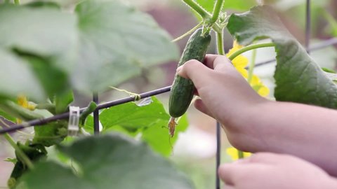 Cucumber vine and fruit growing along a panel trellis. Woman's hand picks the vegetable from the plant.