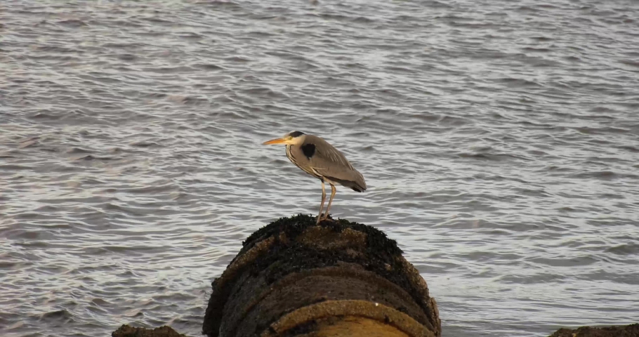 Lone Haron on a Wastepipe by the Coast