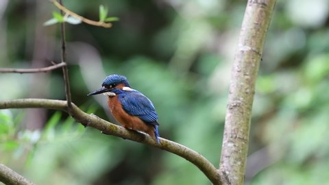 A perching wild Common Kingfisher