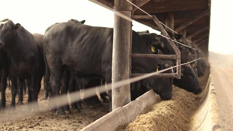Herd of cattle feeding on silage and feed in the cement trough. Cattle feedlot farm in the Brazilian midwest. Livestock of beef cattle.