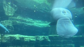 Manatee swimming in an large underwater tank in a zoo 4K video