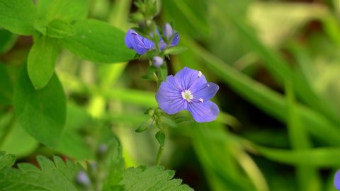 Blue flower of woodland speedwell (Veronica). Closeup.