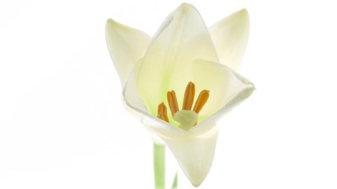 Beautiful white Lily flower bud opening timelapse, extreme close-up of blooming Lilly flower closeup. Time lapse. Isolated On White background. Purity concept. 4K UHD video