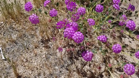 Windy, Head flowers in shades of pink and white on Desert Sand Verbena, Abronia Villosa, Nyctaginaceae, native Annual in the periphery of Joshua Tree City, Southern Mojave Desert, Springtime.