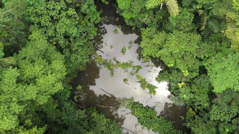 Aerial view showing a tropical swamp with large trees around it and zooming in to show the leaves on a fallen tree in the swamp
