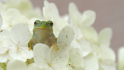 Frog on white hydrangea flower. front. Japanese tree frog. Japanese rainy season. Annabelle hydrangea. Close-up. cute